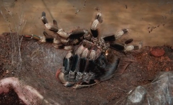 Những con nhện Tarantula khổng lồ, có chiều dài tổng thể gần 30cm sẽ xé rách lớp da lông cũ kỹ bên ngoài và chồi dần những bộ phận cơ thể được làm mới ra ngoài.