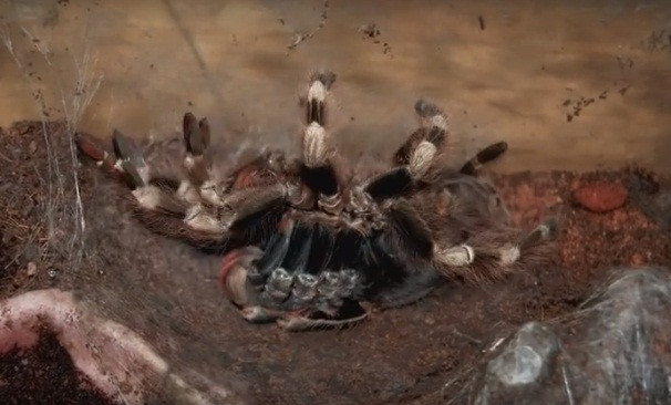 Giống như các loài nhện khác, nhện Tarantula cũng có quá trình lột xác, chỉ có điều khi nhện Tarantula lột xác, quá trình đáng sợ và ghê rợn hơn nhiều, có thể khiến bất cứ người nào vô tình chứng kiến bị "đứng hình" vì sợ hãi.