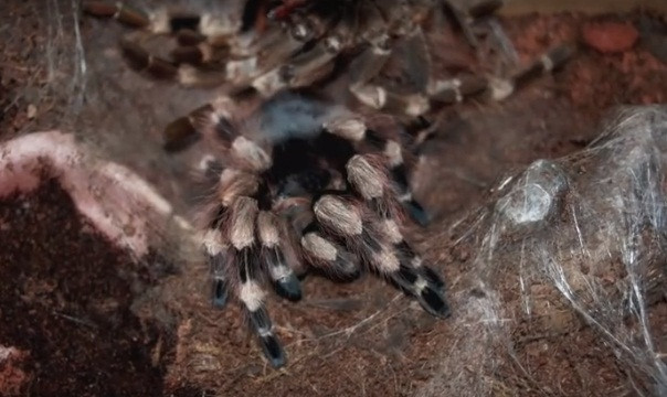 Nhện Tarantula được biết là một loài nhện độc, khi săn được con mồi, nó sẽ tiết ra một chất lỏng qua các tuyến nước bọt, chất lỏng này là một loại enzym tiêu hóa, sẽ giết chết côn trùng, chim non và chuột nhưng chỉ gây đau và sưng ở người.