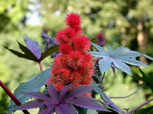 8. Cây thầu dầu, tên khoa học là Ricinus communis, thường được biết đến với trong công nghiệp sản xuất dầu thầu dầu, loại dầu thực vật này được sử dụng rộng rãi trong sản xuất thực phẩm và y học. Nó chứa nhiều vitamin A và D, là một loại thuốc nhuận tràng hiệu quả. Tuy vậy ít người biết rằng hạt của cây thầu dầu chứa một trong những độc tố thực vật mạnh nhất trên Trái đất có tên là ricin. Ricin là một chất độc mạnh hơn cả cyanide, strychnine hoặc nọc độc của con rắn độc nhất thế giới. Nếu trúng độc của loài cây này, bạn chắc chắn sẽ bỏ mạng trong nháy mắt.