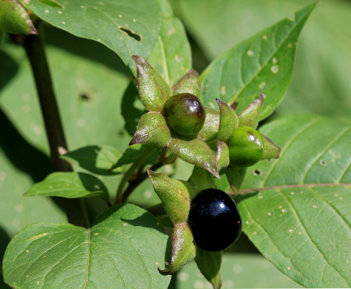5. Cây cà độc dược Atropa belladonna, đây là một trong những loài thực vật nguy hiểm nhất hành tinh. Tất cả các bộ phận của cây đều chứa độc trong đó bộ phận độc nhất là gốc, tuy vậy chỉ cần ăn phải 2 đến 5 quả cà độc dược Atropa belladonna, bạn chắc chắn sẽ mất mạng. Độc tố được tìm thấy trong loài cây này là atropine, scopolamine và hyoscyamine, tất cả đều gây ảnh hưởng đến hệ thần kinh bằng cách ngăn chặn dẫn truyền thần kinh. Khi trúng độc, nạn nhân sẽ bị giãn đồng tử, mờ mắt, khô miệng, ảo giác, tim đập rất lớn, co giật, hôn mê và tử vong.