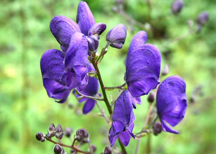 9. Cây thầu dầu, cây phụ tử, tên khoa học là Aconitum napellus, đây được coi là "nữ hoàng độc dược" trong thế giới thực vật. Cả thân cây đều chứa nhiều chất độc, trong đó có chất độc cực mạnh tên là aconitine. Chỉ cần chạm phải cây này, bạn có thể bị nóng miệng, chảy nước dãi, nôn mửa, tiêu chảy, sau đó khi độc lan ra toàn thân, nạn nhân sẽ phải trải qua cảm giác tê, ngứa ran, nhịp tim bất thường và cuối cùng là tử vong do suy hô hấp.