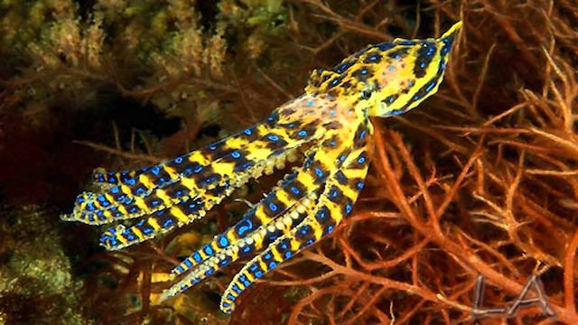 4. Bạch tuộc đốm xanh Blue-Ringed. Không có từ nào tốt đẹp để nói về nó khi loài bạch tuộc này mang nọc độc mạnh gấp 1.200 lần chất độc cyanide, lượng nọc độc đủ giết 26 người trưởng thành. Các vết cắn của bạch tuộc đốm xanh rất tinh tế, hầu hết mọi người không bao giờ thậm chí không biết họ bị trúng độc. Nọc độc của nó sẽ làm tê liệt toàn bộ hệ thống hô hấp, vì vậy bạn không thể gọi giúp đỡ. Nhưng bởi vì nó không ảnh hưởng đến não, bạn vẫn hoàn toàn nhận thức được tất cả mọi thứ đang diễn ra, nhận thức được mình đang chết. Nếu không được giải độc kịp thời, chia buồn là bạn sẽ có cái chết rất kinh khủng. (Theo Ranpets)