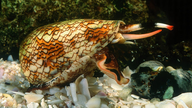 12. Ốc nón Cone Snails Fire, chúng sở hữu một loại nọc độc gây đau dữ dội, nếu không được điều trị ngay lập tức sẽ gây tê liệt và cuối cùng là chết. Trước đây, chúng được gọi là ốc thuốc lá bởi khi trúng độc, nạn nhân chỉ có khoảng thời gian điều trị ngắn bằng một điếu thuốc lá đang cháy. Đáng sợ hơn, độc của chúng có thể xuyên qua găng tay và các bộ đồ lặn. (Theo Ranpets)