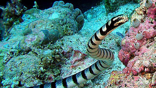 2. Rắn biển Banded, tên khoa học là Laticauda semifasciata, con thủy quái đáng sợ này là một trong 10 loài độc nhất trên thế giới. Nọc độc của rắn biển Banded cực kỳ mạnh, tàn phá nạn nhân từ trong ra ngoài. Các cơ bị phá hủy, các cơ quan nội tạng bị ăn mòn, cuối cùng nạn nhân sẽ chết trong đau đớn và tuyệt vọng. (Theo Ranpets)