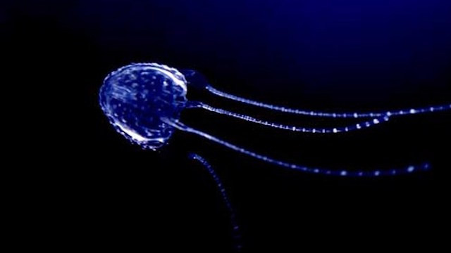 6. Sứa Irukandji, sứa Irukandji là loài sứa có kích thước nhỏ hơn một đồng xu, sở hữu một trong những nọc độc cổ nhất mà bạn đã từng nghe nói tới. Trúng độc của sứa Irukandji, nạn nhân sẽ bị đau dữ dội, buồn nôn, huyết áp cao đến mức nguy hiểm và nếu không được cấp cứu kịp thời, nạn nhân chắc chắn sẽ chết. (Theo Ranpets)