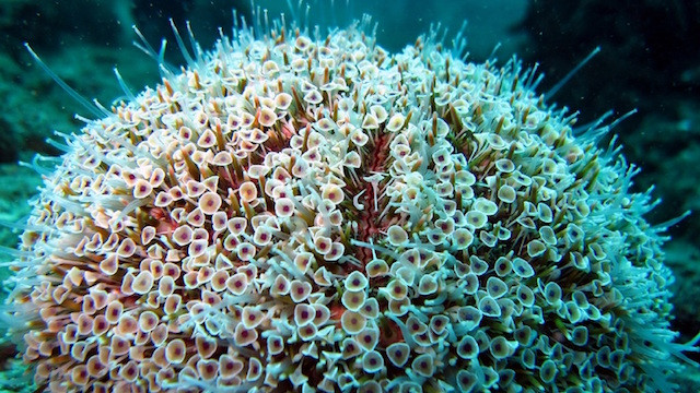1. Nhím biển hoa Flower Urchin. Loài thủy quái được công nhận là loài nhím biển nguy hiểm nhất trên thế giới, để giết chết con mồi, nó tiêm vào con mồi một liều lượng lớn của ba loại nọc độc khác nhau với mục đích đáng sợ. Một loại làm tê liệt con mồi, một loại làm sốc phản vệ, một loại làm đông máu. Những con vật xấu số rơi vào tay nhím biển hoa sẽ phải chịu đựng một cái chết đau đớn, đáng sợ. (Theo Ranpets)