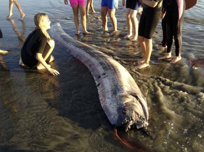 3. Cá oarfish khổng lồ, còn được gọi là cá mái chèo hay rồng biển, tên khoa học là Regalecus glesne, chúng có chiều dài cực khủng, lên đến hàng chục mét, được mệnh danh là loài cá có xương dài nhất thế giới.