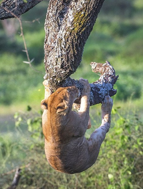 Cố gắng từng chút một, cuối cùng sư tử con cũng đã leo tới đầu cụt của cành cây nhỏ.