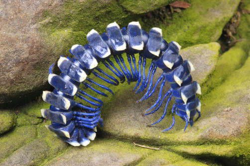 Loài sâu có ngoại hình bắt mắt này thuộc họ Polydesmid millipede, họ sâu millipede lớn nhất trên Trái đất. Chúng có thể dài đến gần 13cm khi trưởng thành. (Theo Boredom Therapy)
