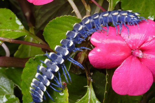 Trên thế giới có một loài sâu độc đáo màu xanh biếc, tên khoa học là Polydesmid blue millipede, sống sâu trong những khu rừng Nam Mỹ. (Theo Boredom Therapy)