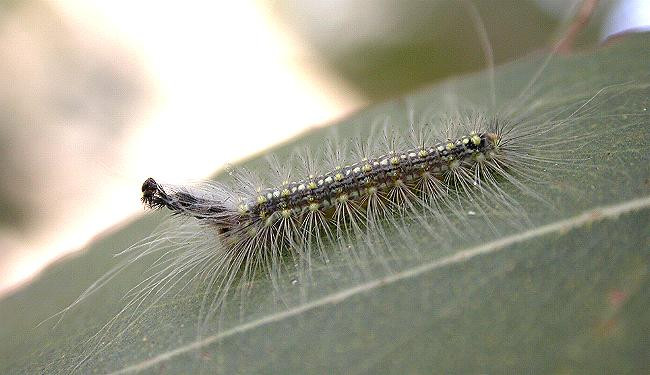 Những con sâu róm có vẻ ngoài gây kinh hoàng này được mệnh danh là "Mad Hatterpillar" bởi khả năng vô cùng "điên" của nó, nó có khả năng duy trì lớp xương ngoài cơ thể, ngay phía trên hộp sọ. (Nguồn: Boredomtherapy)