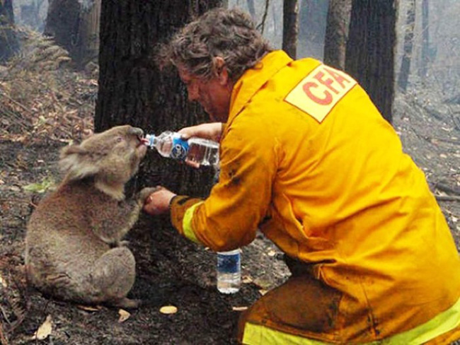 Hình ảnh đã lấy nước mắt của nhiều người, khi người lính cứu hỏa ở Australia tiếp nước cho một chú gấu koala vừa mất đi gia đình của mình. (Theo Emgn)