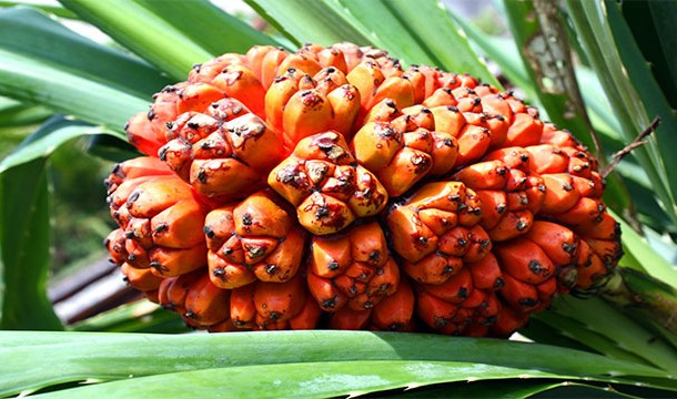 Quả dứa dại, tên khoa học là Pandanus tectorius, đây là một loài quả nhiệt đới kỳ lạ, có vị ngọt và thường được dùng để chữa bệnh. Chúng cũng được sử dụng trong ẩm thực, tăng hương vị cho các món tráng miệng cũng như các món chính. Ở Ấn Độ, cây dứa dại còn được dùng để ép lấy dầu dùng trong trị liệu và dầu thơm.