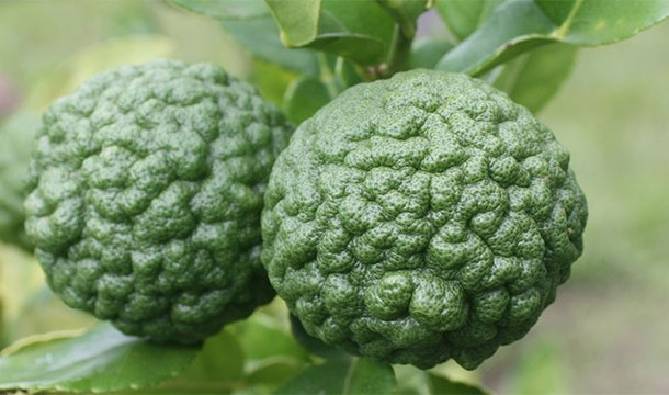 Quả Markut Lime, là một loại trái cây họ cam quýt có nguồn gốc từ vùng nhiệt đới châu Á , bao gồm Ấn Độ, Nepal, Bangladesh, Thái Lan, Indonesia, Malaysia và Philippines. Loài quả này trông khá giống những quả chanh héo và thực sự chúng cũng vị khá giống như vị chanh. Trái cây và lá được sử dụng trong ẩm thực Đông Nam Á và tinh dầu được sử dụng làm nước hoa.