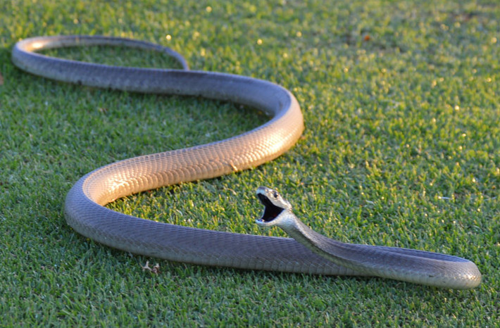 Rắn mamba đen, tên khoa học là Dendroaspis polylepis, là con rắn độc dài nhất châu Phi. Nó được đặt tên theo màu đen bên trong miệng chứ không phải là màu sắc bên ngoài. Đây cũng là con rắn nhanh nhất trên thế giới, có khả năng di chuyển ở 4,32-5,4 mét mỗi giây 16-20km/ h, 10-12 mph). Tuy hung dữ nhưng rắn mamba đen thường cố gắng chạy trốn khỏi con người giống như hầu hết các loài rắn khác, trừ khi nó bị đe dọa. Khi bị rắn mamba đen cắn, nếu không được điều trị nhanh chóng, chắc chắn nạn nhân sẽ tử vong. (Nguồn Snakeprofessional)