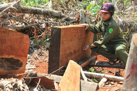 Những tấm gỗ xoan thành phẩm, trị giá trên 5 triệu đồng/tấm còn nằm tại rừng.