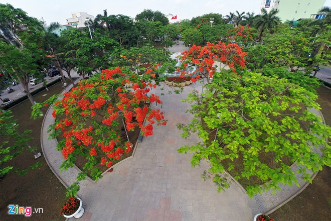 Hoa phượng đỏ được chọn là biểu trưng của thành phố Hải Phòng.
