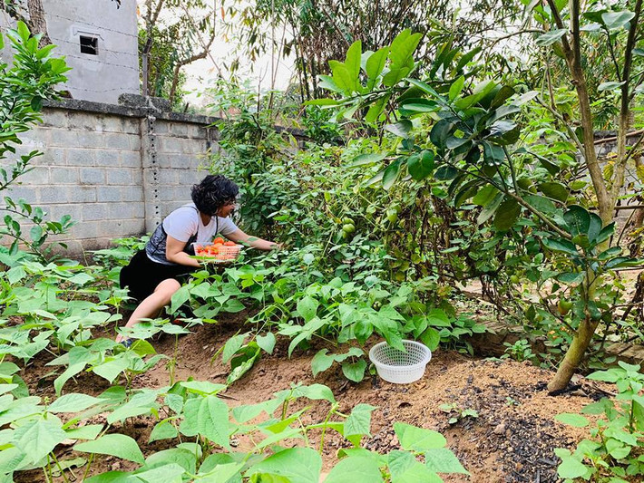 Trong vườn nhà diễn viên Hồng Đăng còn trồng rất nhiều loại rau sạch.
