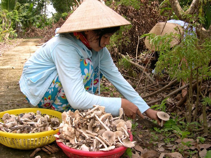 Bên cạnh món ngon, nấm mối còn là nguồn dược liệu giúp tăng cường sức đề kháng của cơ thể, chống lão hóa, làm giảm nguy cơ mắc các bệnh ung thư, tim mạch... Cũng do vậy mà giá loài này luôn cao gấp nhiều lần so với các loài nấm khác nhưng vẫn khan hàng. Ảnh: Zing.
