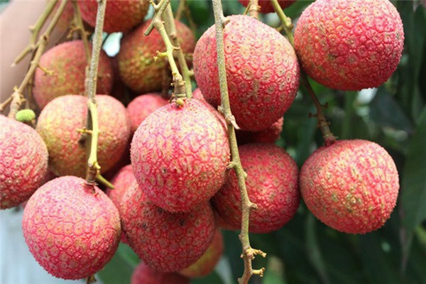 Những gì bạn cần làm: Nghiền nhuyễn vải thành hỗn hợp sền sệt; Nhúng cục bông vào hỗn hợp và thấm đều lên gương mặt bạn hoặc bôi lên vùng da thâm nám.