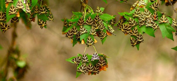 Khi tìm thấy nguồn phát ra mùi hương, những con bướm nhẹ nhàng đậu xuống chúng nhẹ nhàng đậu xuống thân cây, những tảng đá quanh đó với số lượng lớn.