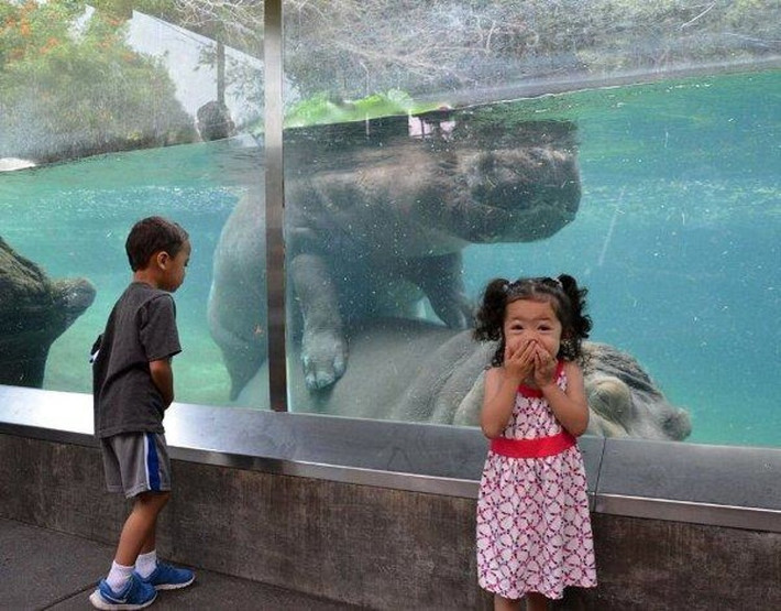 Màn "mây mưa" công khai của hà mã trong vườn thú đã khiến bé gái cực kỳ ngạc nhiên và xấu hổ, phải quay mặt đi khẩn cấp.