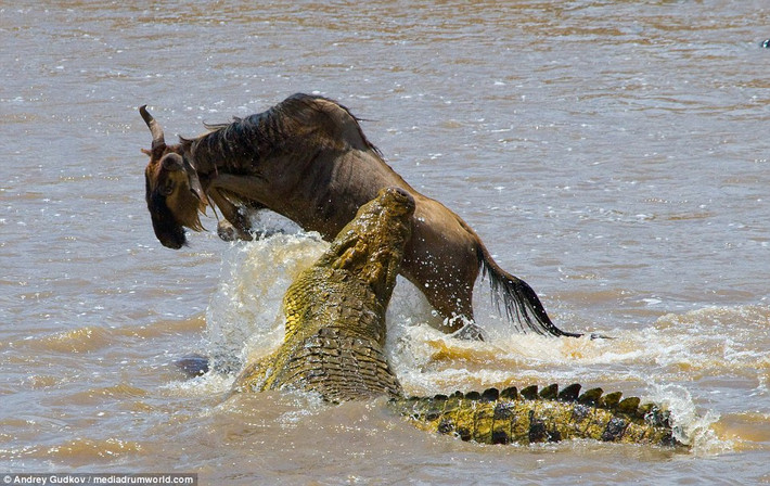 Sau nhiều ngày chờ đợi, phục kích bên dòng sông Masai Mara ở Kenya, Nam Phi, nhiếp ảnh gia động vật hoang dã Andrey Gudkov bắt được khoảnh khắc cực thú vị khi một con linh dương đầu bò thoát chết ngoạn mục khỏi cú đớp tử thần của cá sấu khổng lồ.