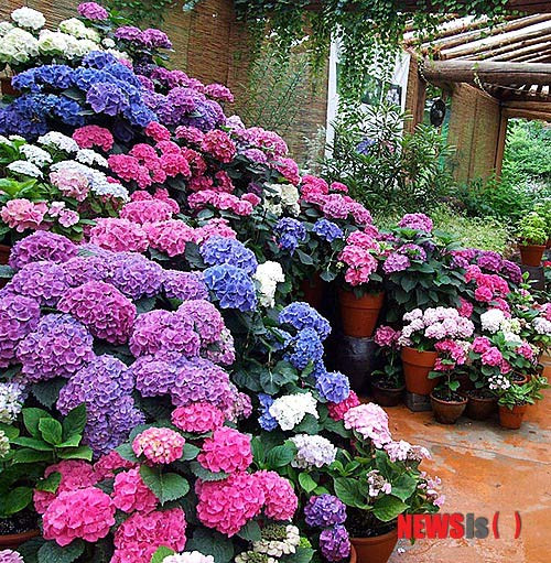 Hàng năm có nhiều triển lãm hoa được tổ chức ở khu vườn ươm.
