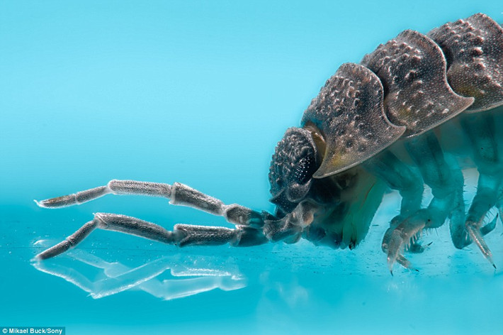 Bọ woodlouse nghênh ngang khoe râu.