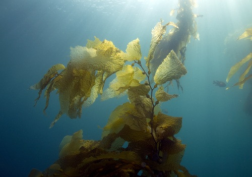 10. Từ seaweed trong tiếng Anh được dùng để chỉ rong biển, nhưng nói rong biển là "cỏ dại biển" là hoàn toàn sai. Mặc dù chúng ta thường không thể ngửi hoặc nếm được, nhưng rất nhiều thành phần trong thực phẩm và sản phẩm gia dụng của chúng ta có nguồn gốc từ biển và rong biển, tảo biển.