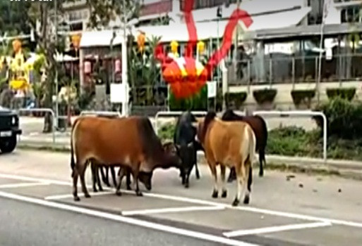 Khoảnh khắc trước khi bi kịch xảy ra, chú bò đen đang cùng bạn bè đứng bên đường, không hề biết khoảnh khắc tiếp theo mình sẽ bị xe ô tô đâm chết rất thảm.