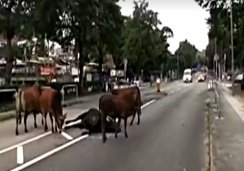 Cuối cùng, phải nhờ đến sự can thiệp của cảnh sát mới giải tán được đàn bò nặng tình nghĩa này.