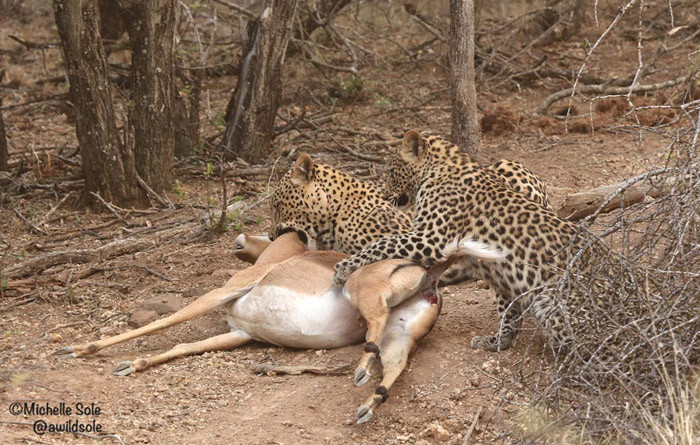 Lần này, báo mẹ đã dạy cho những con báo con cách săn một con linh dương Impala. Ẩn núp trong bụi cây, quan sát nhất cử nhất động của con mồi, báo mẹ đột nhiên lao vọt ra như tên bắn, nhắm thẳng cổ của một con linh dương Impala xấu số và tung ra nhát cắn chí mạng.