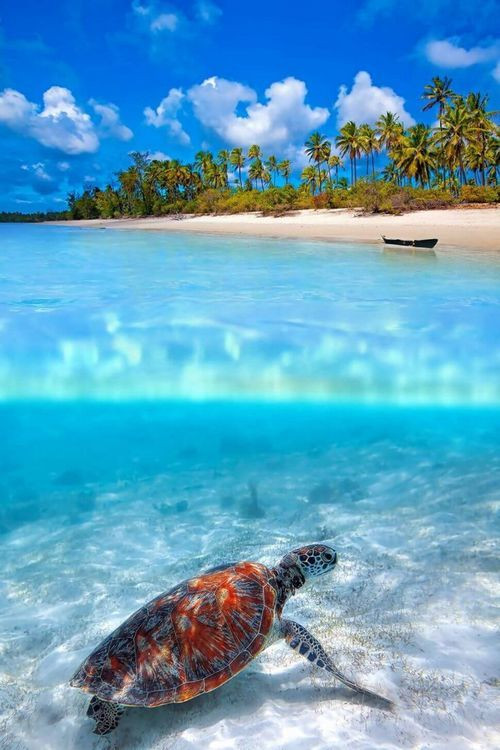 Rùa biển đang dạo bộ trên nền cát gần bãi biển đảo Zanzibar.