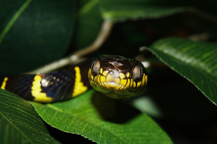 9. Rắn cạp nong, tên khoa học là Bungarus fasciatus, sinh sống ở nhiều môi trường sống khác nhau, từ rừng đến những vùng đất nông nghiệp. là loài rắn độc cỡ tương đối lớn, thường dài trên 1m, đặc điểm là có những mảng khoang màu vàng đen rất rõ ràng và nổi bật. Nọc độc của rắn cạp nong không thua gì rắn hổ mang.