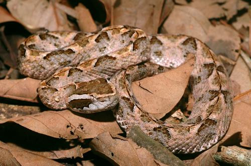 5. Rắn chàm quạp hay còn gọi là rắn khô mộc có tên khoa học là Trimeresurus mucrosquamatus. Sở dĩ có cái tên như vậy bởi màu da của chúng lẫn vào với lá khô, cây khô cực khó phát hiện. Thường gặp ở vùng rừng cao su bạt ngàn miền Đông Nam Bộ, độ nguy hiểm của loài rắn này theo đánh giá của Giáo sư Nguyễn Lân Dũng thì chỉ đứng sau rắn biển.