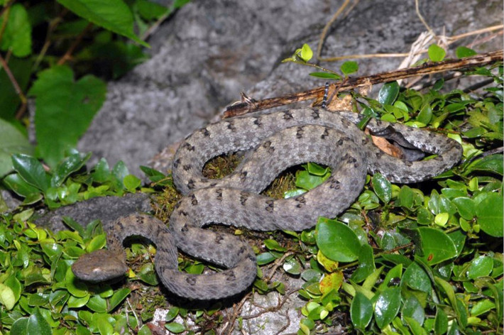 6. Rắn lục Trùng Khánh, tên khoa học là Protobothrops trungkhanhensis, là một loài rắn đặc hữu của Trùng Khánh, Cao Bằng, Việt Nam. Rắn lục Trùng Khánh dài khoảng 70cm, màu sắc mặt lưng, đầu của con đực và cái tương tự nhau có màu nâu xám nhạt. Ẩn nấp trong các bụi cây, nếu không cẩn thận trêu phải chúng, bạn có thể sẽ bỏ mạng chỉ trong thời gian ngắn.