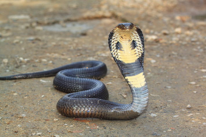 7. Rắn hổ mang chúa, tên khoa học là Ophiophagus hannah. mặc dù không chủ động tấn công con người nhưng vẫn được đánh giá là loài nguy hiểm và đáng sợ trong phạm vi sinh sống của chúng. Không chỉ có khả năng phóng nọc độc, loài rắn này còn có khả năng khống chế lượng chất độc khi cắn con mồi. Nọc độc của rắn hổ mang có độc tố tác động làm tê liệt hệ thần kinh, khiến người bị cắn rơi vào hôn mê vào bỏ mạng.