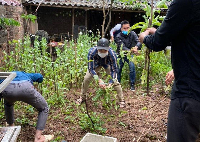 Trồng vườn anh túc giữa Thủ đô để...ngâm rượu. Sáng 21/3, Công an quận Bắc Từ Liêm (Hà Nội) phát hiện tại vườn nhà ông Đặng Trần Thành (SN 1969) ở phường Tây Tựu hiện đang trồng 365 cây thuốc phiện (cây anh túc). Chủ vườn khai mua giống ở trên mạng về trồng với mục đích ngâm rượu, chữa bệnh xương khớp. Ảnh: ANTĐ