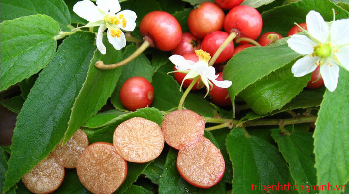 Có thể dùng 1kg quả trứng cá đã chín, 10g men rượu, 500g đường phèn hoặc đường trắng ngâm rượu để trị bệnh. Ảnh: Trị bệnh thông minh.
