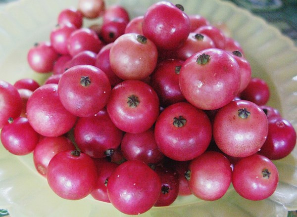 Quả cây trứng cá giàu vitamin C giúp chống lại các bệnh ở tim mạch, chống oxy hóa, điều trị cảm lạnh… Ảnh: 24h.