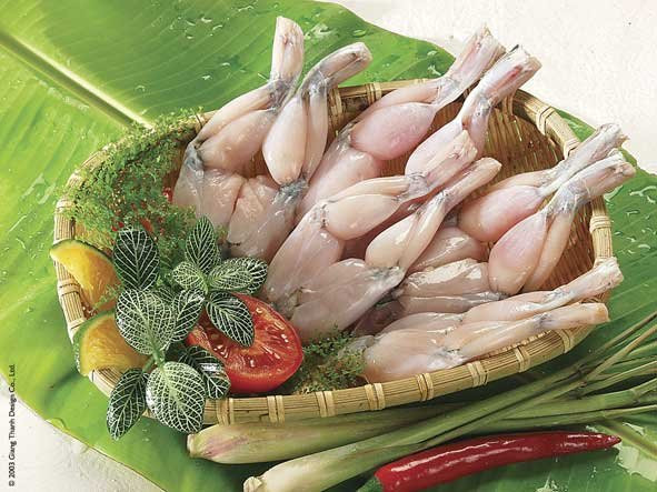 Các loại kí sinh trùng, sán… ở trong thịt ếch có thể tấn công đến bất cứ vị trí nào trên cơ thể của người gây nguy hiểm đến sức khỏe. Ảnh: Ếch giống.