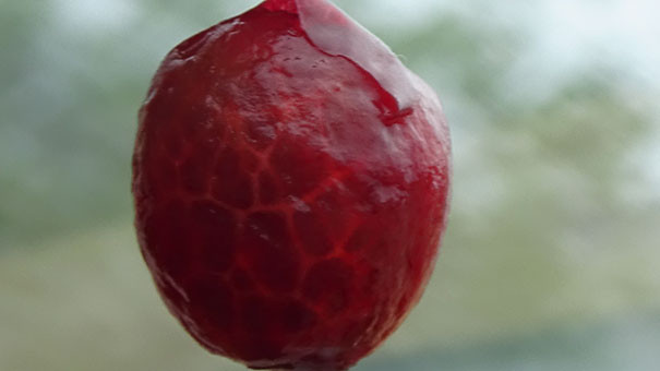 Qủa cherry bóc vỏ lại vô cùng hấp dẫn con mắt.