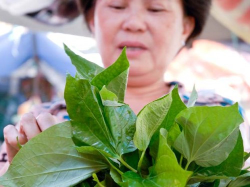 Lá lốt còn có thể sử dụng kết hợp trong một bài thuốc chữa xương khớp rất tốt và hiệu qủa. Ảnh: SKĐS.