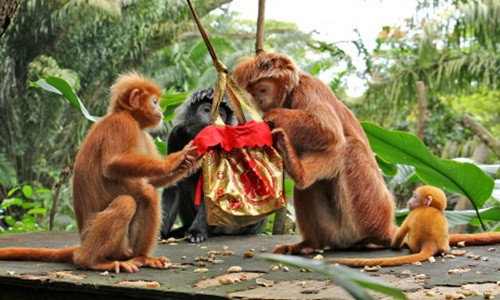 Rất nhiều chiếc túi may mắn được treo khắp khu vực sinh sống của các loài khỉ. Loài khỉ rất thông minh, sau khi những chiếc túi được treo lên một thời gian ngắn, chúng đã phát hiện đó là những túi quà là không ngần ngại sử dụng.