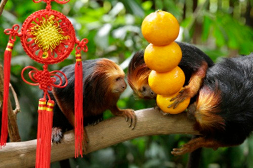 Những con khỉ nhanh tay kéo chuỗi cam về để hưởng thụ.