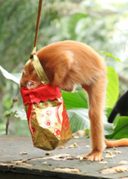 Một con khỉ đến chậm cong mông tìm kiếm quà mừng tuổi của mình.