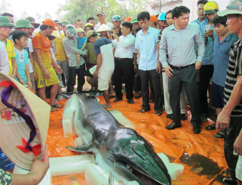 Trong năm 2015, cá voi khổng lồ dạt biển Việt Nam nhiều lần, ngư dân phát hiện cá voi mắc cạn nhưng không lần nào kịp giải cứu. Trong ảnh là con cá voi mắc cạn và bỏ mạng được tìm thấy ở bờ biển thuộc xã Quảng Hùng, Quảng Xương, Thanh Hóa vào sáng ngày 7/5/2015.