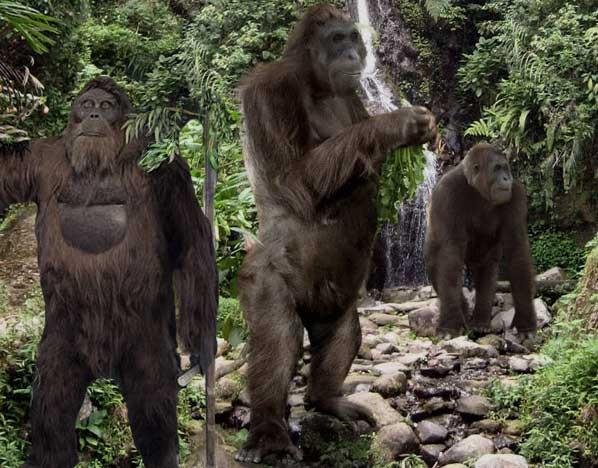 Trong khi đó, khỉ đột khổng lồ Gigantopithecus không ăn cỏ, rễ cây và lá, những nguồn thức ăn chủ yếu trong xa van. Chúng kén ăn và luôn cố gắng đi xa để tìm kiếm thức ăn mình yêu thích. Đó chính là nhược điểm chí mạng của loài khỉ này.